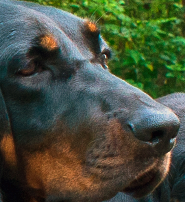 ブラック アンド タン クーンハウンド 大型犬 の性格や特徴 日本と世界の犬図鑑 Wわんライフすたいる