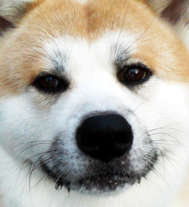 秋田犬の画像